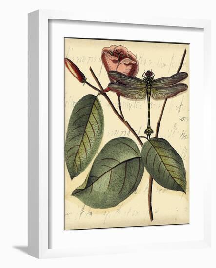 Petite Dragonflies IV-Vision Studio-Framed Art Print
