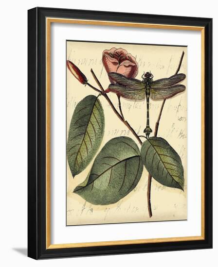 Petite Dragonflies IV-Vision Studio-Framed Art Print