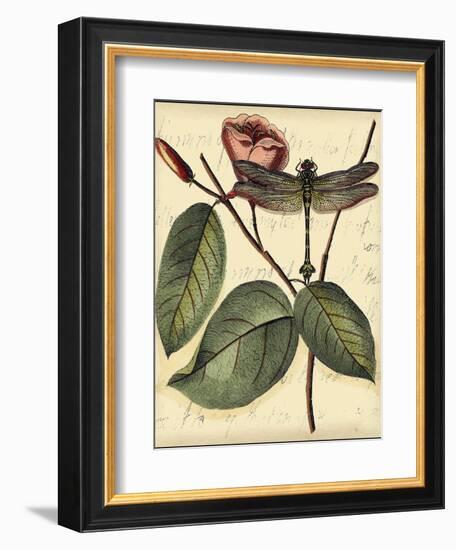 Petite Dragonflies IV-Vision Studio-Framed Art Print