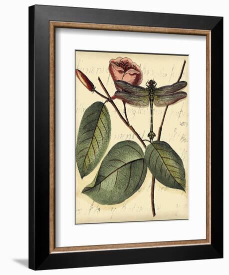 Petite Dragonflies IV-Vision Studio-Framed Premium Giclee Print