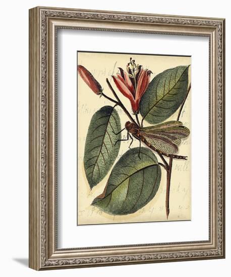 Petite Dragonflies V-Vision Studio-Framed Art Print