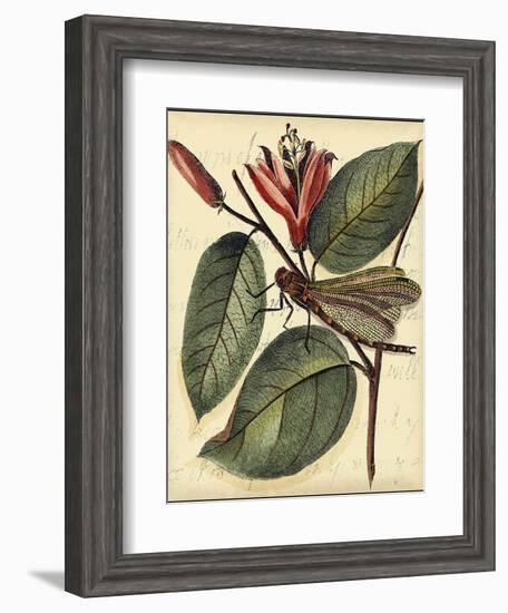 Petite Dragonflies V-Vision Studio-Framed Art Print