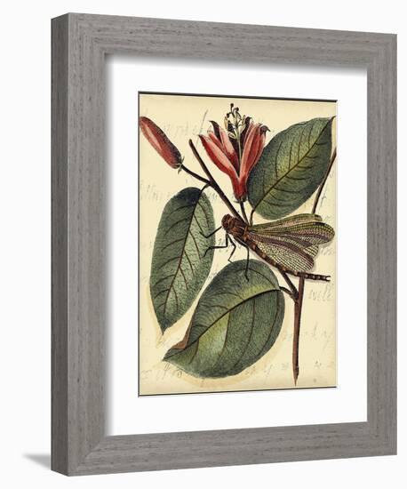 Petite Dragonflies V-Vision Studio-Framed Art Print