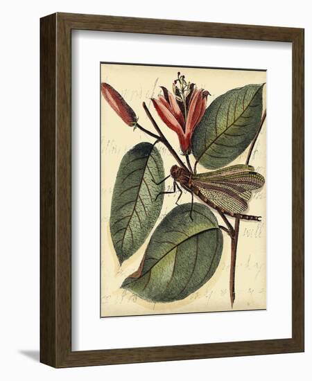 Petite Dragonflies V-Vision Studio-Framed Art Print