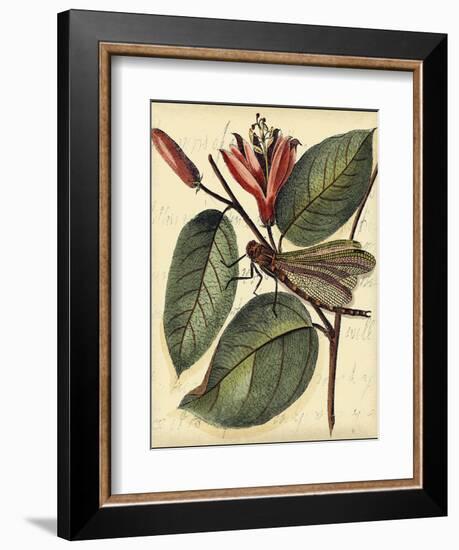 Petite Dragonflies V-Vision Studio-Framed Art Print