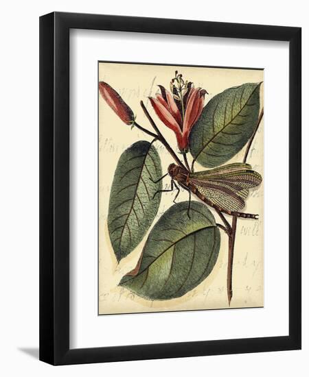 Petite Dragonflies V-Vision Studio-Framed Art Print