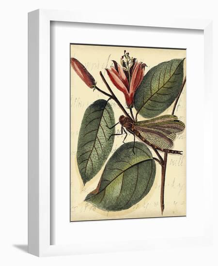 Petite Dragonflies V-Vision Studio-Framed Art Print