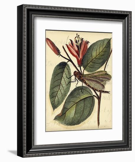 Petite Dragonflies V-Vision Studio-Framed Art Print