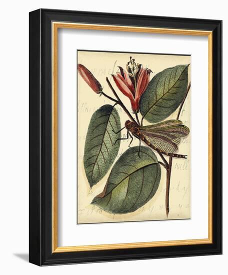 Petite Dragonflies V-Vision Studio-Framed Art Print