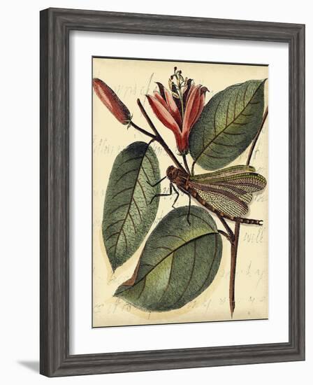 Petite Dragonflies V-Vision Studio-Framed Art Print