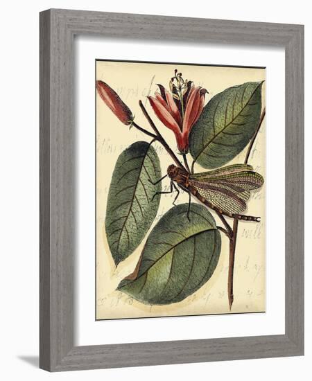 Petite Dragonflies V-Vision Studio-Framed Art Print