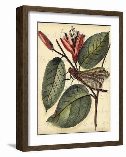 Petite Dragonflies V-Vision Studio-Framed Art Print