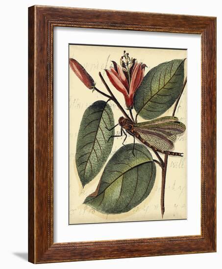 Petite Dragonflies V-Vision Studio-Framed Art Print