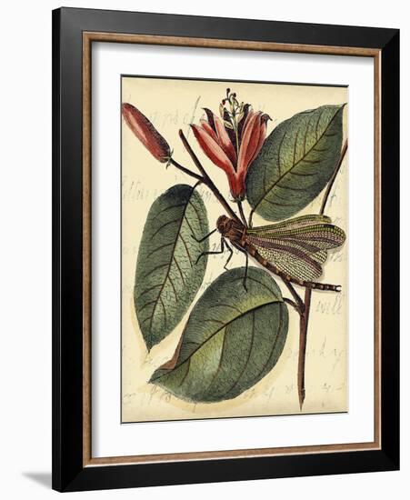 Petite Dragonflies V-Vision Studio-Framed Art Print