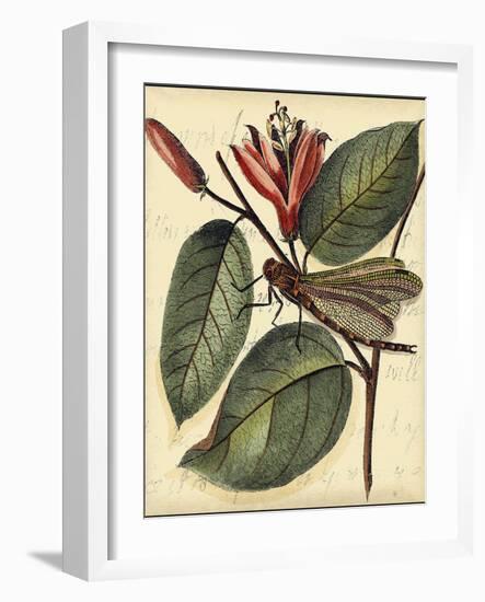 Petite Dragonflies V-Vision Studio-Framed Art Print