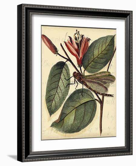 Petite Dragonflies V-Vision Studio-Framed Art Print