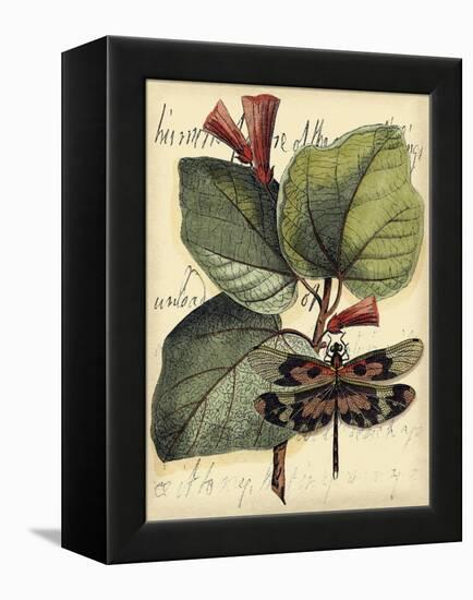 Petite Dragonflies VI-Vision Studio-Framed Stretched Canvas