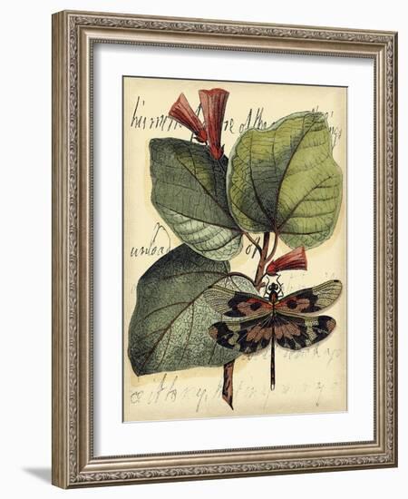 Petite Dragonflies VI-Vision Studio-Framed Art Print