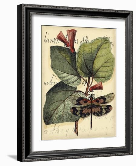 Petite Dragonflies VI-Vision Studio-Framed Art Print