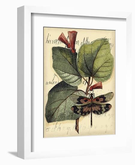 Petite Dragonflies VI-Vision Studio-Framed Premium Giclee Print