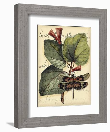 Petite Dragonflies VI-Vision Studio-Framed Art Print