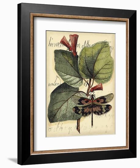 Petite Dragonflies VI-Vision Studio-Framed Art Print