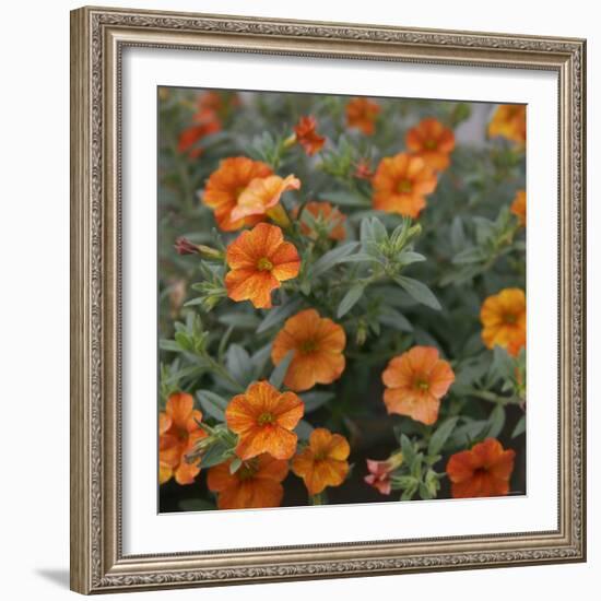 Petite Pansies-Nicole Katano-Framed Photo