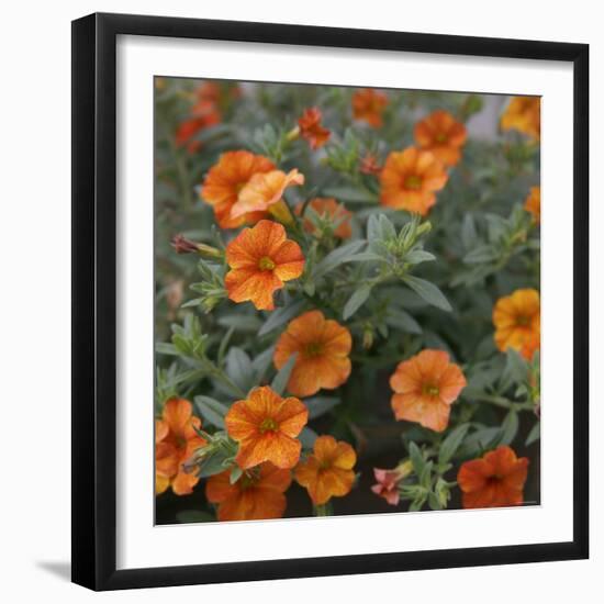 Petite Pansies-Nicole Katano-Framed Photo