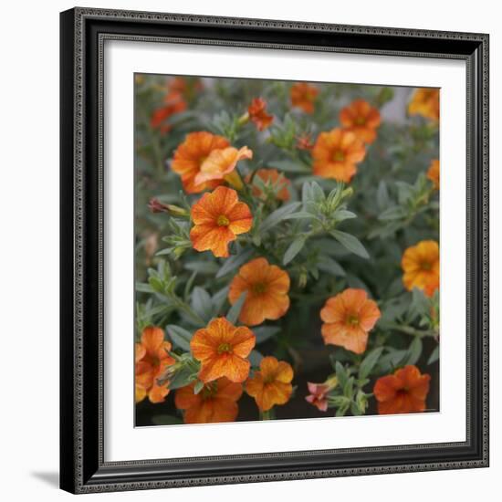 Petite Pansies-Nicole Katano-Framed Photo