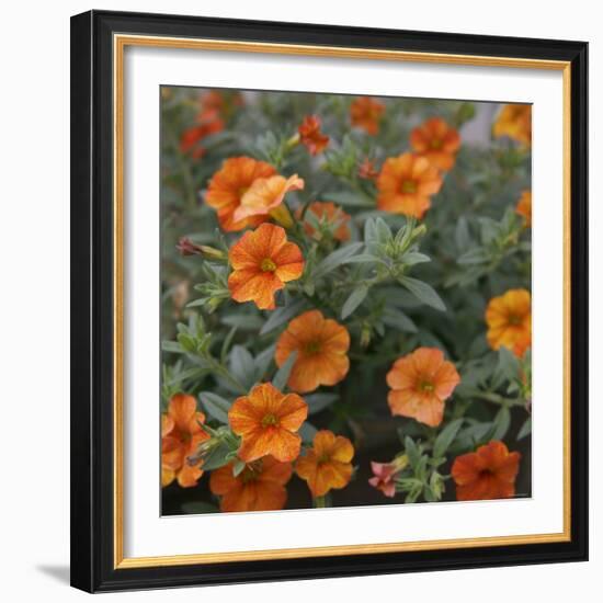 Petite Pansies-Nicole Katano-Framed Photo