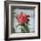 Petite Rose I-Sabine Berg-Framed Art Print