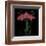 Petite Rose-Jocelyne Anderson-Tapp-Framed Giclee Print