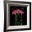 Petite Rose-Jocelyne Anderson-Tapp-Framed Giclee Print