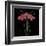 Petite Rose-Jocelyne Anderson-Tapp-Framed Giclee Print