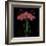 Petite Rose-Jocelyne Anderson-Tapp-Framed Giclee Print