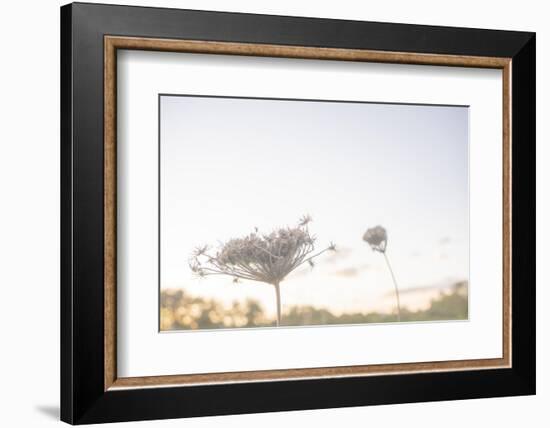 Petite Wild Bloom Grass 2-null-Framed Photographic Print