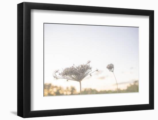 Petite Wild Bloom Grass 2-null-Framed Photographic Print