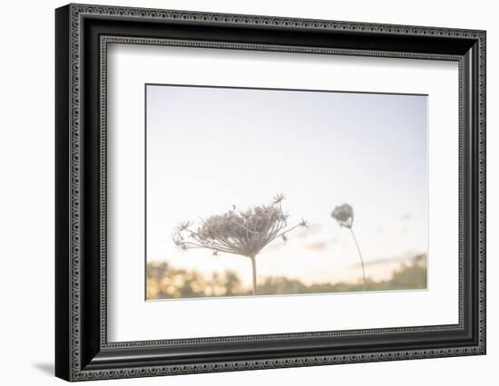 Petite Wild Bloom Grass 2-null-Framed Photographic Print
