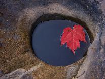 Michigan, Black River. Red Maple Leaf in a Small Lava Hole-Petr Bednarik-Photographic Print