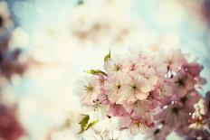 Vintage Photo of White Cherry Tree Flowers in Spring-Petr Jilek-Photographic Print