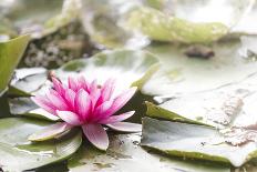 A Pink Water Lily Blossom-Petra Daisenberger-Photographic Print