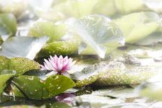 Lotus Blossoms, Fascinating Water Plants in the Garden Pond-Petra Daisenberger-Photographic Print