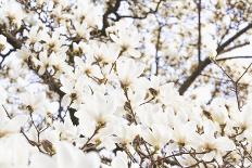 A White Magnolia Tree Magnoliaceae in Full Flowerage-Petra Daisenberger-Photographic Print