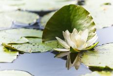 A White Water Lily Blossom-Petra Daisenberger-Photographic Print