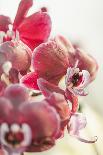 Orchid, Tender Blossoms in Bordeaux, Backlit, Vertically-Petra Daisenberger-Photographic Print