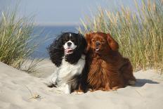 Cavalier King Charles Spaniel, Puppy, 14 Weeks, Ruby, Running on Beach, Jumping-Petra Wegner-Photographic Print