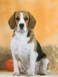 Domestic Dog, Beagle-Petra Wegner-Photographic Print