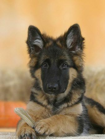 5 month old cheap german shepherd puppies