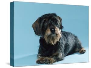 Dachshund Stretched Canvas Prints Art For Sale Prints Paintings