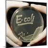 Petri Dish Culture of E.coli Bacteria-Dr. Jeremy Burgess-Mounted Premium Photographic Print